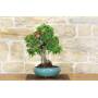 4 - Bonsai di Pyracantha Coccinea (145)