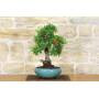 5 - Bonsai di Pyracantha Coccinea (145)