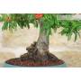 6 - Bonsai di Pyracantha Coccinea (145)