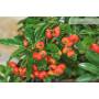 9 - Bonsai di Pyracantha Coccinea (145)