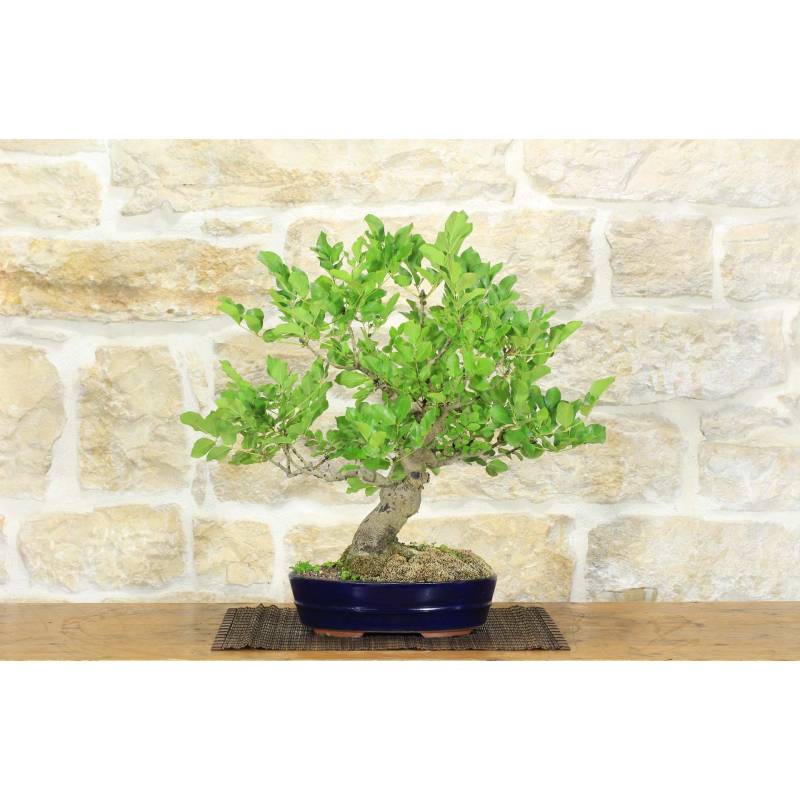 Eschenbonsai (1). | 380,00  | Pollice Verde