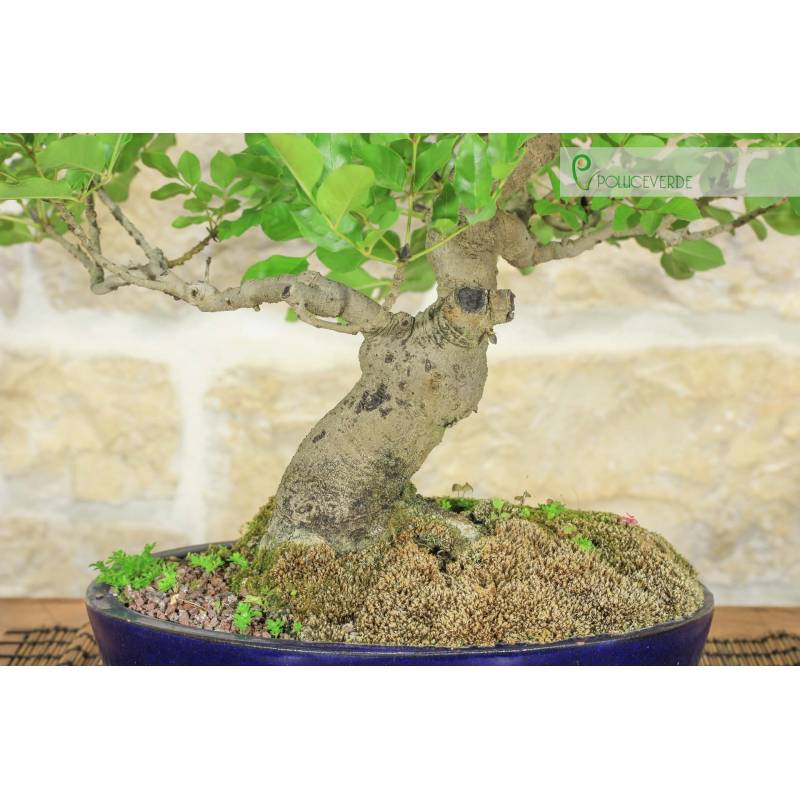 knstlicher bambus klein Knstlicher Bambus-Baum mit Seidenblttern und Naturstmmen. Pflegefre   Sunrise