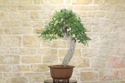 2 - Bonsai di Quercia Roverella (27)