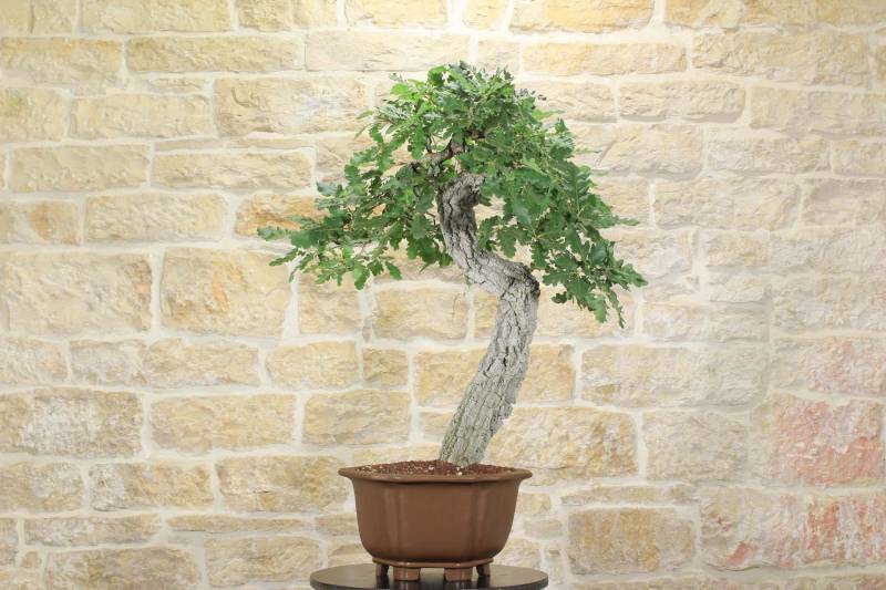2 - Bonsai di Quercia Roverella (27)