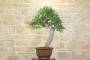 2 - Bonsai di Quercia Roverella (27)