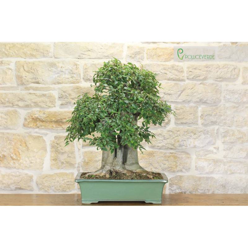 Celtis Australis Bonsai (15) | 1.300,00  | Pollice Verde
