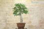 3 - Bonsai di Quercia Roverella (27)