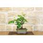 2 - Bonsai di Rosa (54)