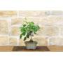 3 - Bonsai di Rosa (54)