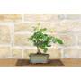 4 - Bonsai di Rosa (54)