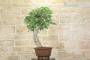 4 - Bonsai di Quercia Roverella (27)