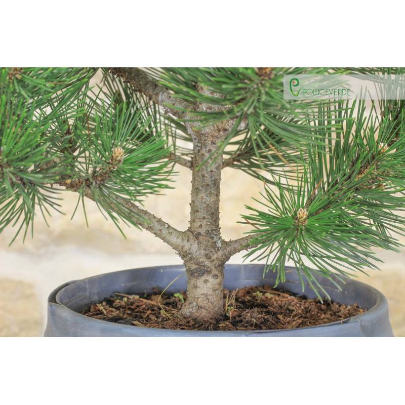 Pre bonsai of Loricato Pine - Pinus Heldreichii "Compact Gem" (2) | 45.00  | Pollice Verde