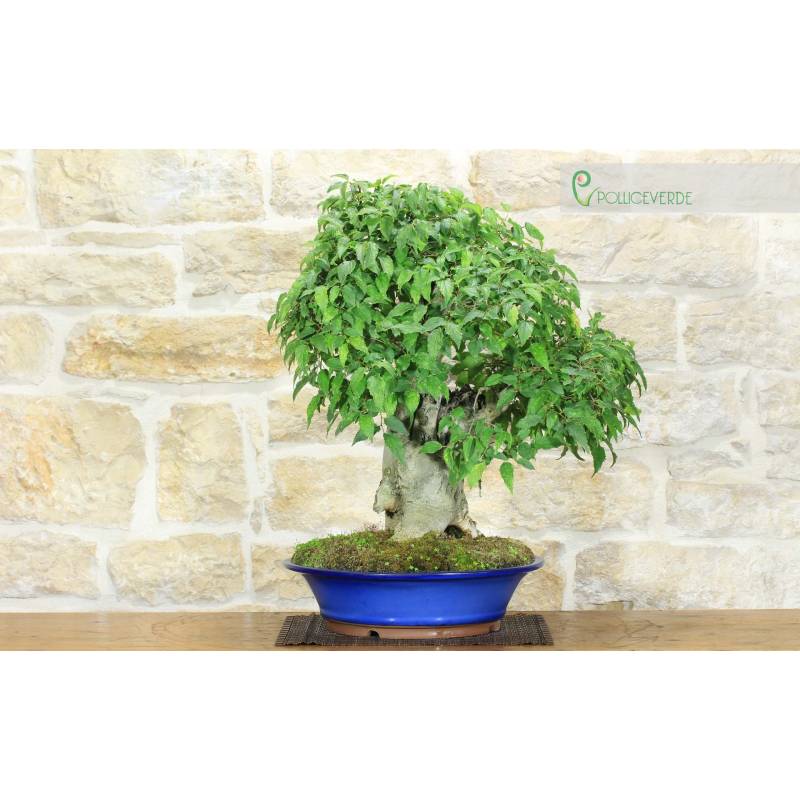 Bonsai of Hackberry (17) | 700.00 | Pollice Verde