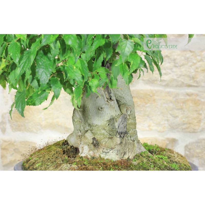 Bonsai of Hackberry (17) | 700.00 | Pollice Verde