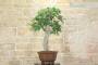 5 - Bonsai di Quercia Roverella (27)