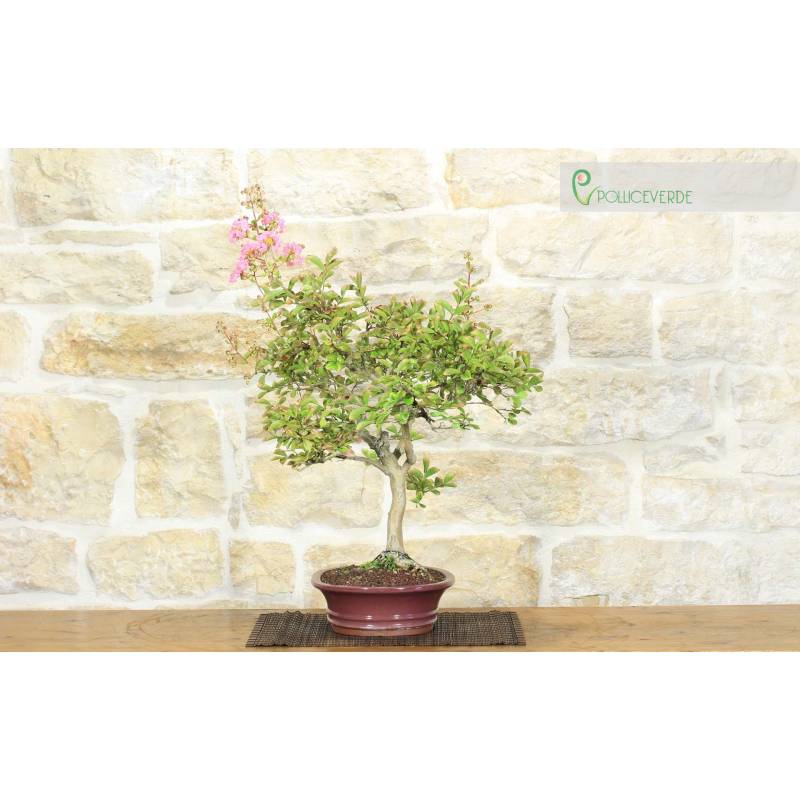 Lagerstroemia-Bonsai mit fuchsiafarbenen Blten (40) | 180,00  | Pollice  Verde