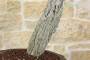 6 - Bonsai di Quercia Roverella (27)
