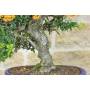6 - Bonsai di Pyracantha Coccinea (154)