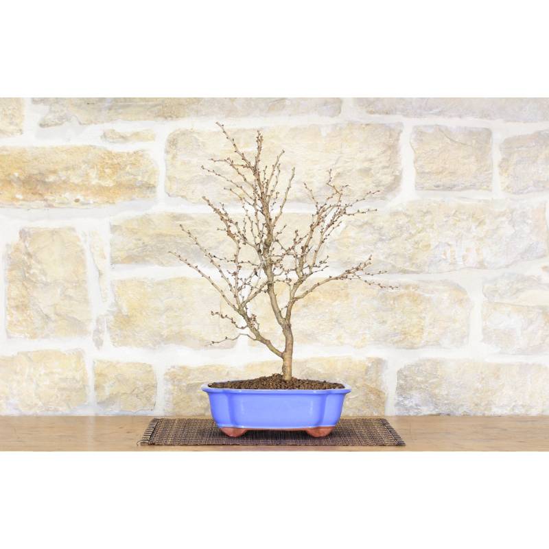 ficus benjamina bonsai Ficus Benjamina Baby Bonsai – The Plant Boys main image 1