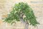 7 - Bonsai di Quercia Roverella (27)