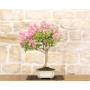 3 - Bonsai di Lagerstroemia a fiore rosa(41)