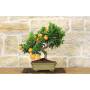 2 - Bonsai di Citrus Myrtifolia (Chinotto) (98)