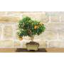 3 - Bonsai di Citrus Myrtifolia (Chinotto) (98)
