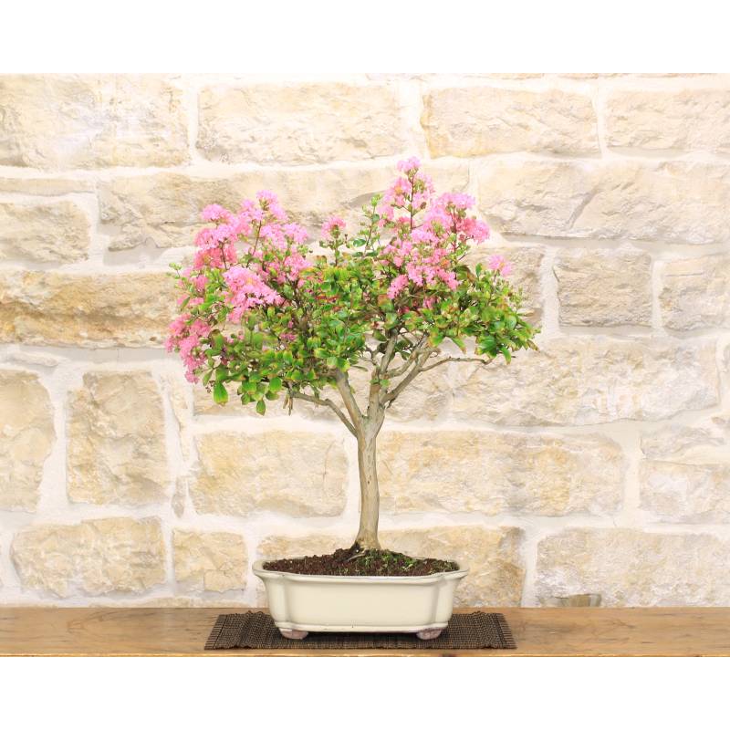elefantenfuß 150 cm kaufen Elefantenfuß | Beaucarnea recurvata main image 1
