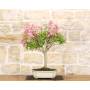 4 - Bonsai di Lagerstroemia a fiore rosa(41)