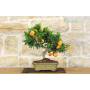 5 - Bonsai di Citrus Myrtifolia (Chinotto) (98)