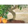 6 - Bonsai di Citrus Myrtifolia (Chinotto) (98)