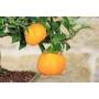 7 - Bonsai di Citrus Myrtifolia (Chinotto) (98)