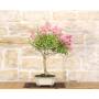 5 - Bonsai di Lagerstroemia a fiore rosa(41)