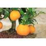 8 - Bonsai di Citrus Myrtifolia (Chinotto) (98)