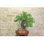 2 - Bonsai di Corniolo Selvatico (99)