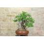 3 - Bonsai di Corniolo Selvatico (99)