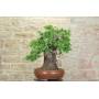 4 - Bonsai di Corniolo Selvatico (99)