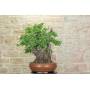 5 - Bonsai di Corniolo Selvatico (99)