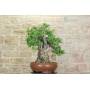 6 - Bonsai di Corniolo Selvatico (99)