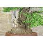 7 - Bonsai di Corniolo Selvatico (99)