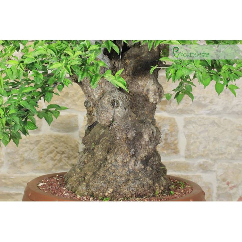 Wild Dogwood Bonsai (99) | 3,500.00 | Pollice Verde