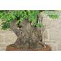 9 - Bonsai di Corniolo Selvatico (99)