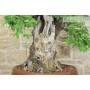 10 - Bonsai di Corniolo Selvatico (99)