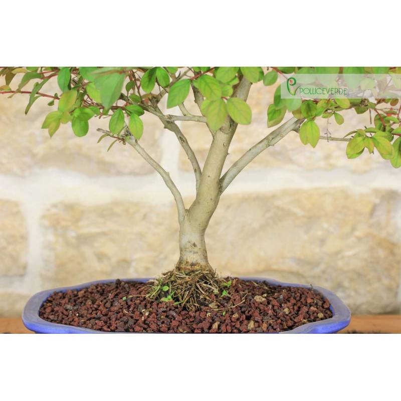Lagerstroemia nana bonsai (38) | 160,00  | Pollice Verde