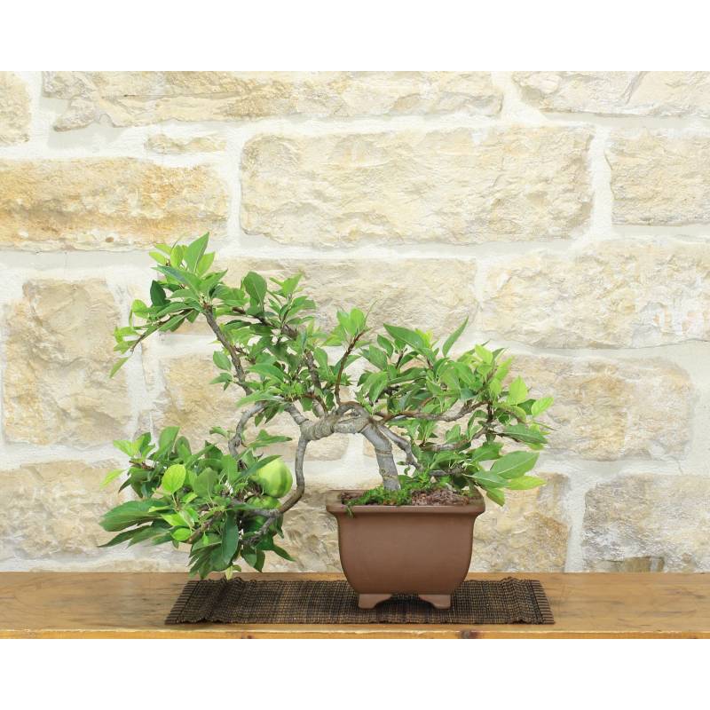 boxwood bonsai Buxus Boxwood varieties Bonsai Trees – Bella Bonsai Nursery main image 0