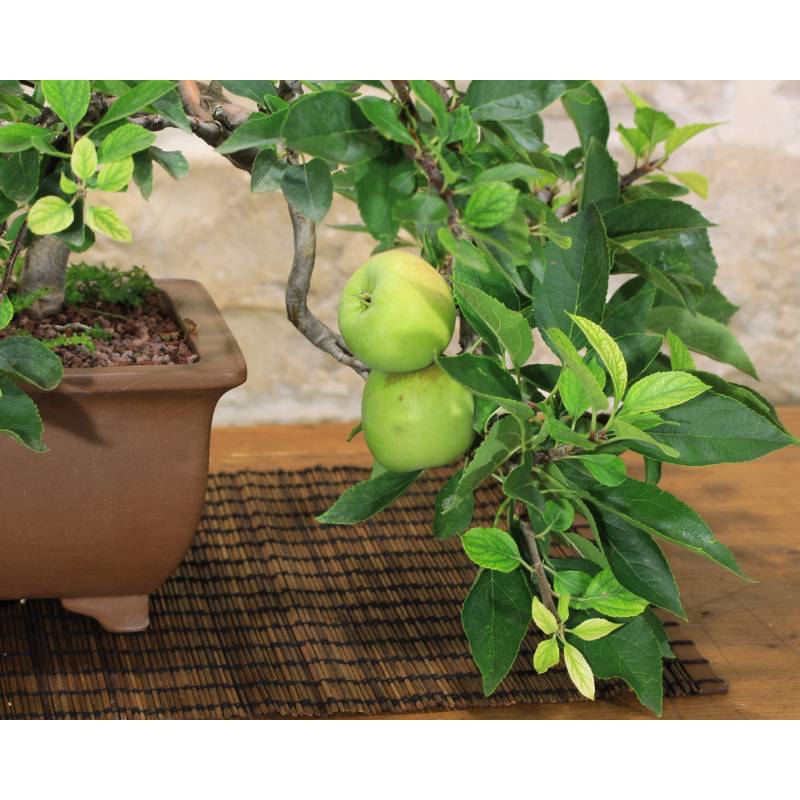 Obst-Apfel-Bonsai (3) | 200,00  | Pollice Verde