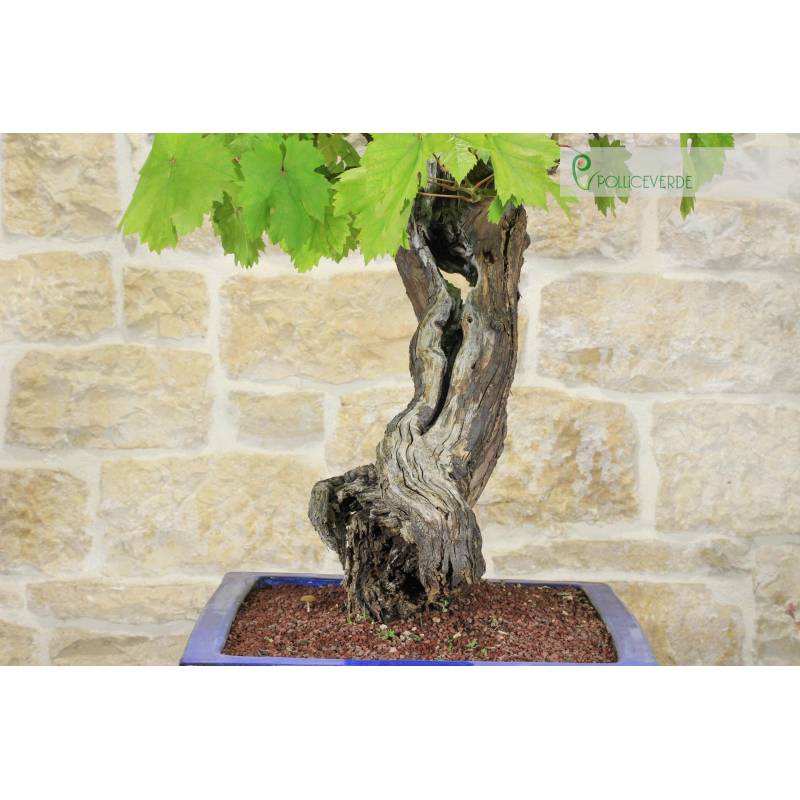 harlekinweide bonsai Japan. Harlekinweide 'Hakuro Nishiki' kaufen