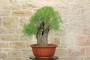 2 - Bonsai di Tamerice (5)