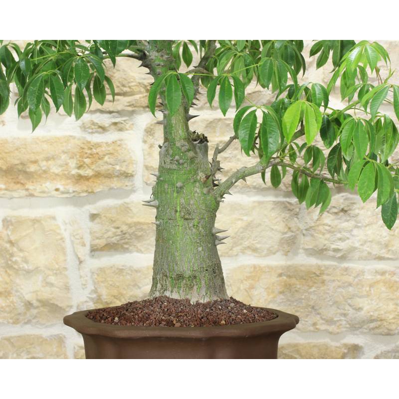 Chorisia Speciosa Bonsai (69) | 560,00  | Pollice Verde
