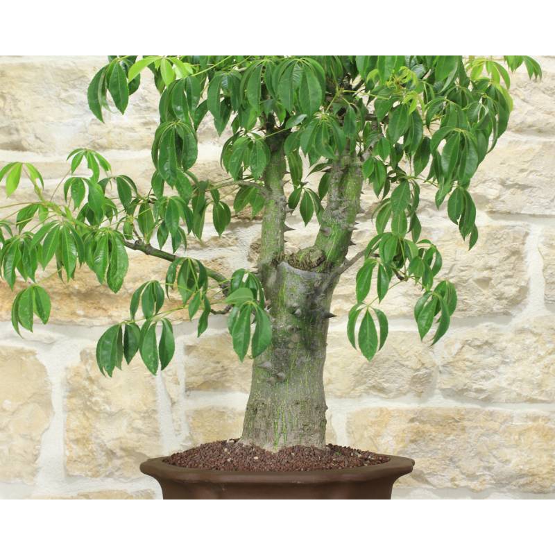 Chorisia Speciosa Bonsa (69) | 560,00  | Pollice Verde